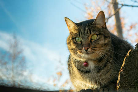 cat sitting on wooden boards in the autumn against the sky and autumn treesの写真素材