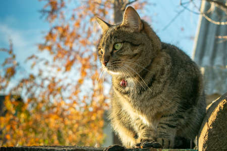 cat sitting on wooden boards in the autumn against the sky and autumn treesの写真素材