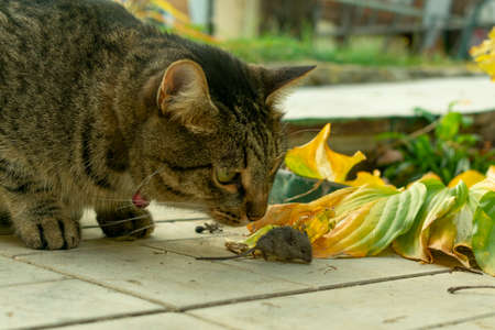 the cat caught the mouse in the garden in the fall and is playing with it like a living toyの写真素材
