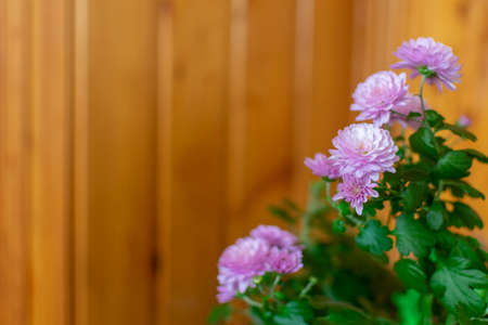 bush blooming pink chrysanthemum with space for textの写真素材