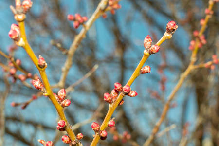 swollen buds on tree branches in the gardenの写真素材