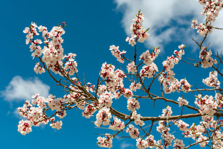 Blooming apricot branch against the blue sky