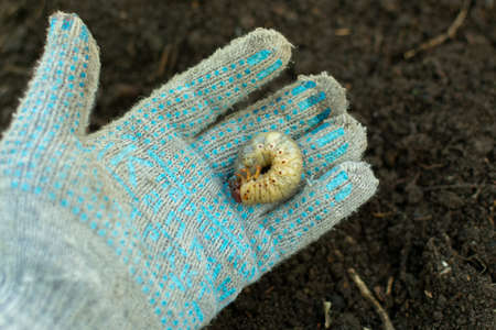 Larva. The larva is thick. Vile disgusting maggot. Fat insect larvae. Beetle larvae. Rhinoceros beetle. Nasty insect. Pest root. Sickening animal.の写真素材
