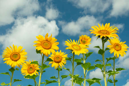 row of blooming sunflowers on a field against the sky and cloudsの写真素材
