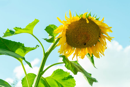 blooming huge sunflower against the sky and cloudsの写真素材