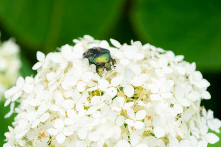 insect pest, leaf beetle eats white hydrangea flowers in the garden, closeupの写真素材