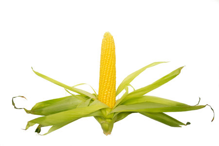 an ear of sweet corn with green leaves, loose in different directions