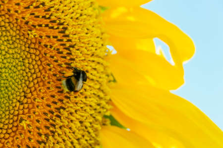 an Eastern Common Bumblebee, Bombus impatiens, feeding on a sunflower on a sunny dayの写真素材