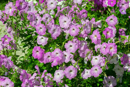 Flower planting bed of Petunia lilac dark vein and Petunia Ray purple vein varieties in temperate climate.の写真素材