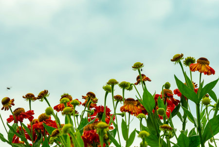 red flowers of the plant in the garden against the blue sky, natural backgroundの写真素材