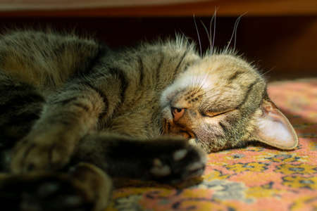 cat sleeps at home carpet in the warm rays of sunlightの写真素材