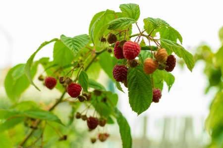 red raspberries on a bush in a garden ripened in autumnの写真素材