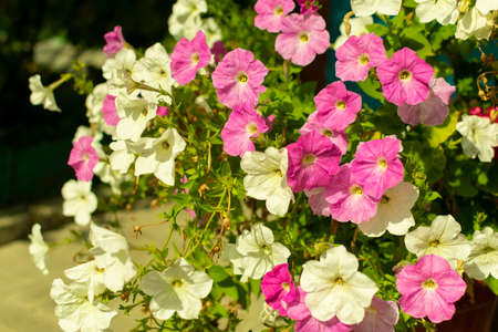 petunia flower in various colors in a garden in spring seasonの写真素材