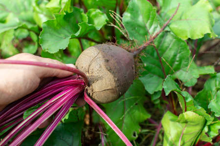 pick up red beets grown manually in the gardenの写真素材
