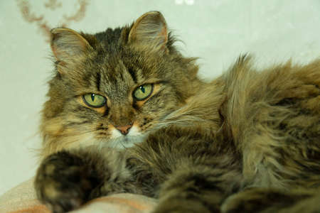 the cat lies and rests at home on the carpet, close-upの写真素材