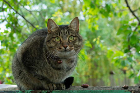 the cat is resting and sitting in the garden under the foliage in the shadeの写真素材