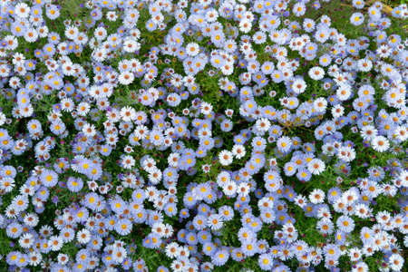 blooming blue autumn perennial aster in the garden top viewの写真素材