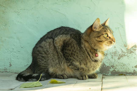 young cat has a rest on a background of a blue wall in autumn and looks at falling yellow leavesの写真素材