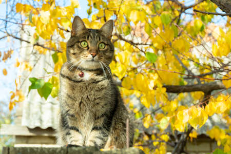 cat in the autumn sits on a tree with yellowed leaves in the gardenの写真素材
