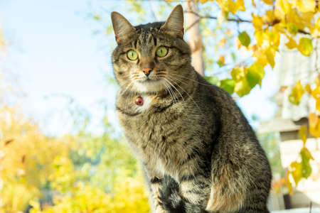 cat in the autumn sits on a tree with yellowed leaves in the gardenの写真素材