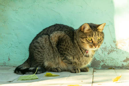 young cat has a rest on a background of a blue wall in autumn and looks at falling yellow leavesの写真素材