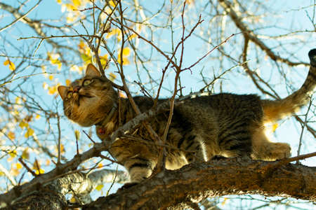 cat stands on a tree branch in autumnの写真素材