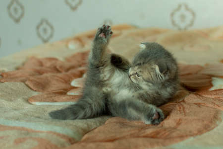 little fold Scottish fold kitten is washing lying on a plaid at homeの写真素材