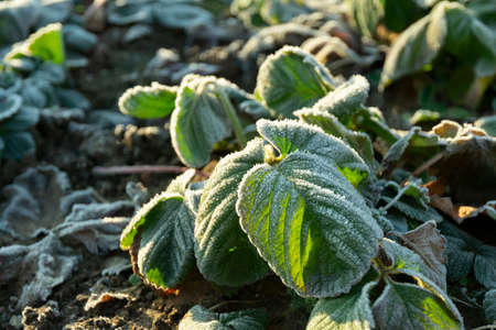 bushes of garden strawberries, the leaves of which are covered with hoarfrost from the first frost in the morning, late autumnの写真素材