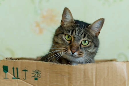 cat sits in a cardboard box and looks with his head bowed, closeupの写真素材