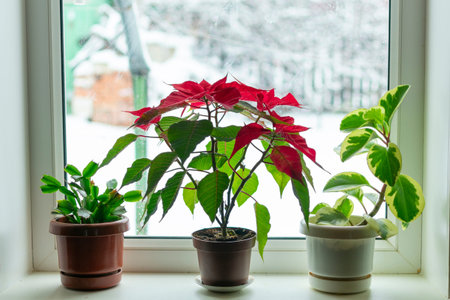 indoor flowers on a windowsill in winterの写真素材