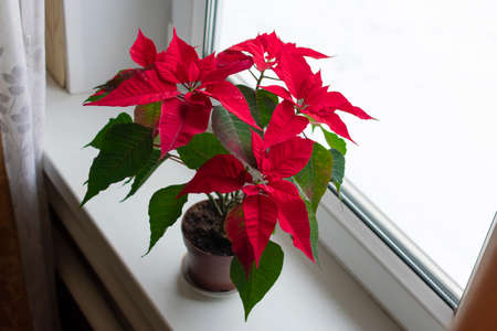 Christmas flower poinsettia on windowsillの写真素材