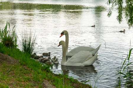 married couple of white swans with chicks swim in the pondの写真素材