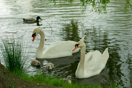 married couple of white swans with chicks swim in the pondの写真素材