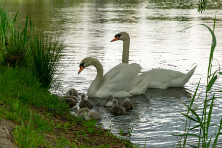 Swans with nestlingsの写真素材
