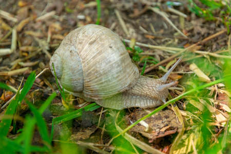 large grape snail crawling on grass in the forestの写真素材