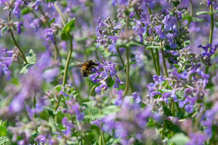 bumblebee collects pollen from blue flowersの写真素材