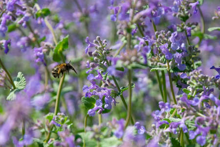 Bumblebee on lavenderの写真素材
