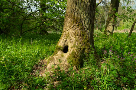 Tree trunk with hollow black hole.の写真素材