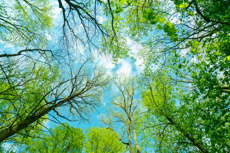 Looking up to the sky through treesの写真素材