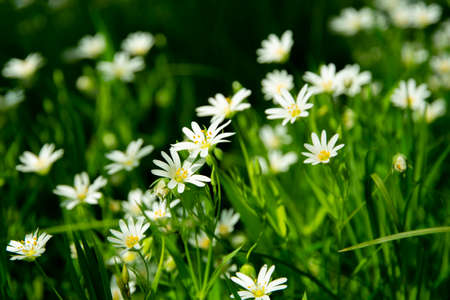 Meadow with white blooming Stellaria holosteaの写真素材