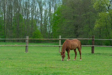 a horse grazes in a corral on a green meadowの写真素材