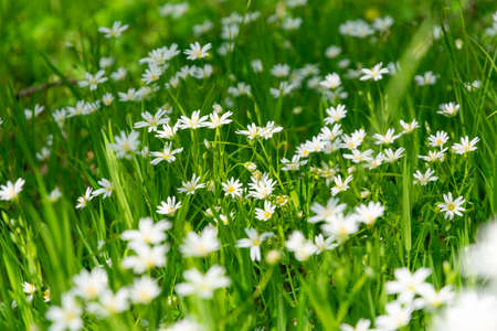 Meadow with white blooming Stellaria holosteaの写真素材