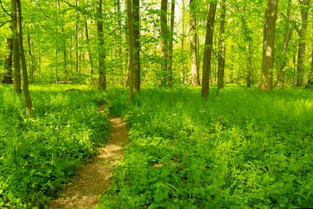 path for walks in the forest in spring, between trees and green grassの写真素材