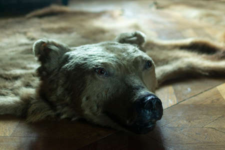 photo of stuffed bear on the floorの写真素材