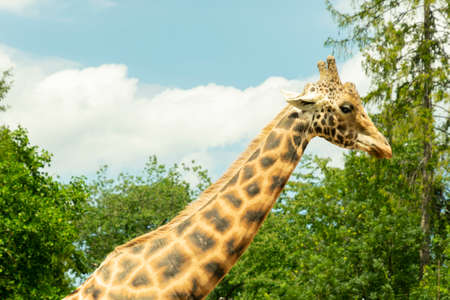 head of walking giraffe close upの写真素材