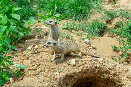a couple of meerkats look around, next to their burrow in the steppeの写真素材