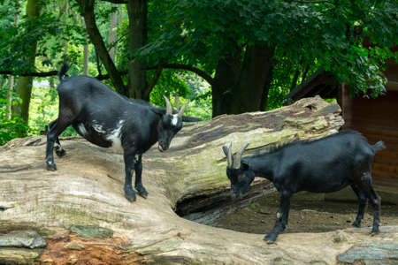 two black goats butting while standing on a fallen tree trunkの写真素材