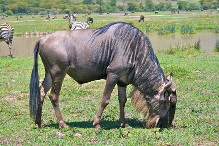Wildebeest eating grass in Serengeti national parkの写真素材