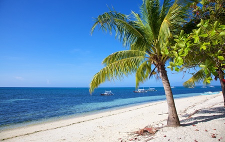 Palm tree on a white sand tropical beach on Malapascua island, Philippinesの写真素材