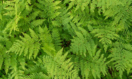 Green fern background. Abstract nature leaf texture. Forest foliage background.の写真素材